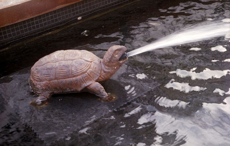 Tortue cracheuse Tortue cracheuse