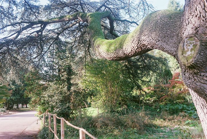 Cedrus libani, Parc de la Tête d’or. w:720, h:486, 165182, JPEG Cedrus libani, Parc de la Tête d’or.