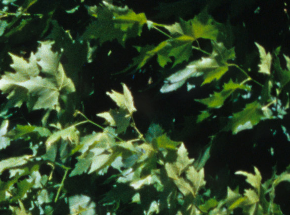 Konica Hexar AF