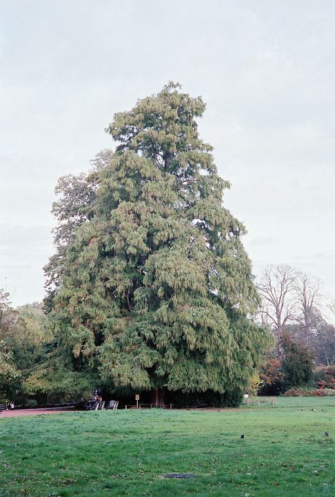 Taxodium distichum. Leica M7, Summarit-M 50/2.5 f/8 1/125s, Kodak Portra 400