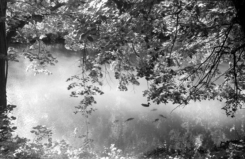 Parc de la Tete d'Or, Elmar 50 3.5 Red Scale