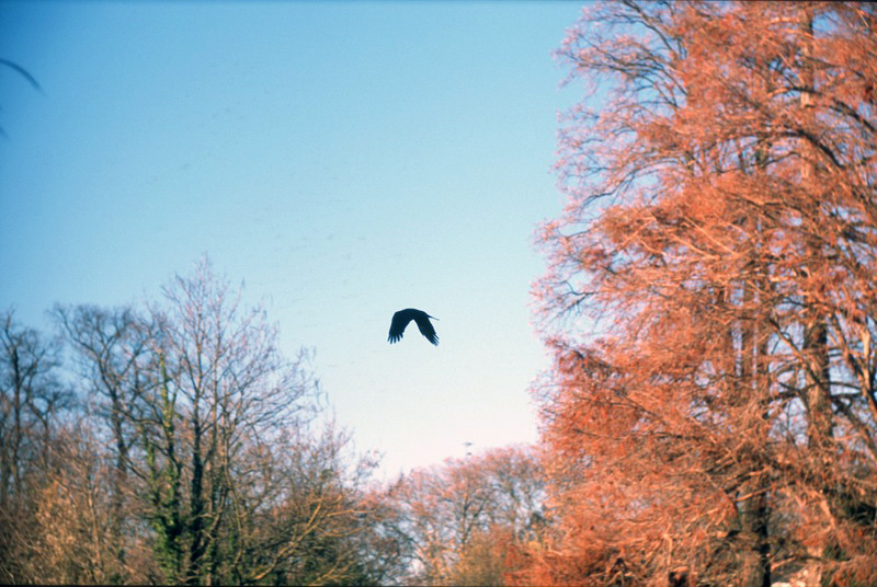 w:800, h:536, 205658, JPEG