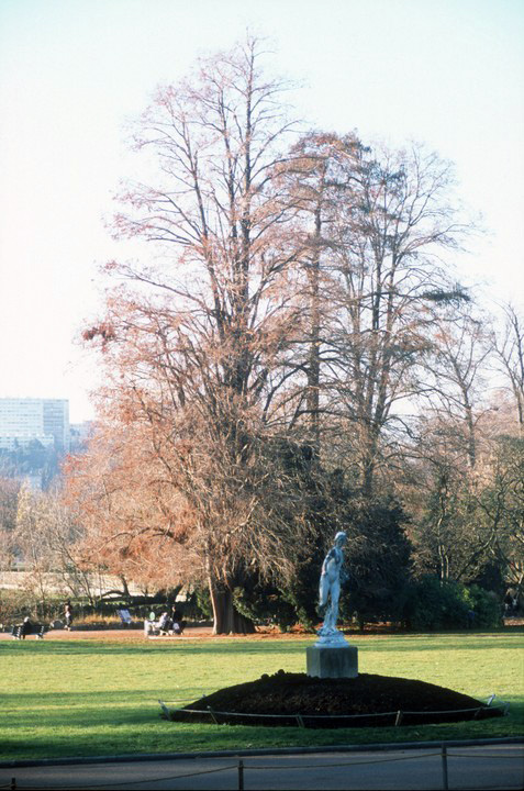 Parc avec Cyprès chauve w:477, h:720, 180983, JPEG Parc avec Cyprès chauve