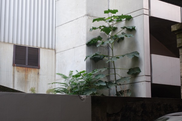 Paulownia