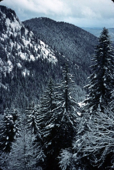 w:471, h:700