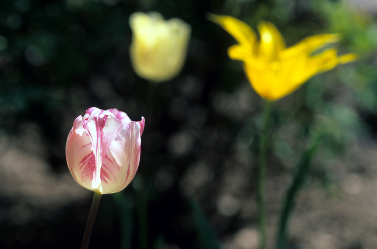 objectif 90mm macro w:750, h:496 objectif 90mm macro